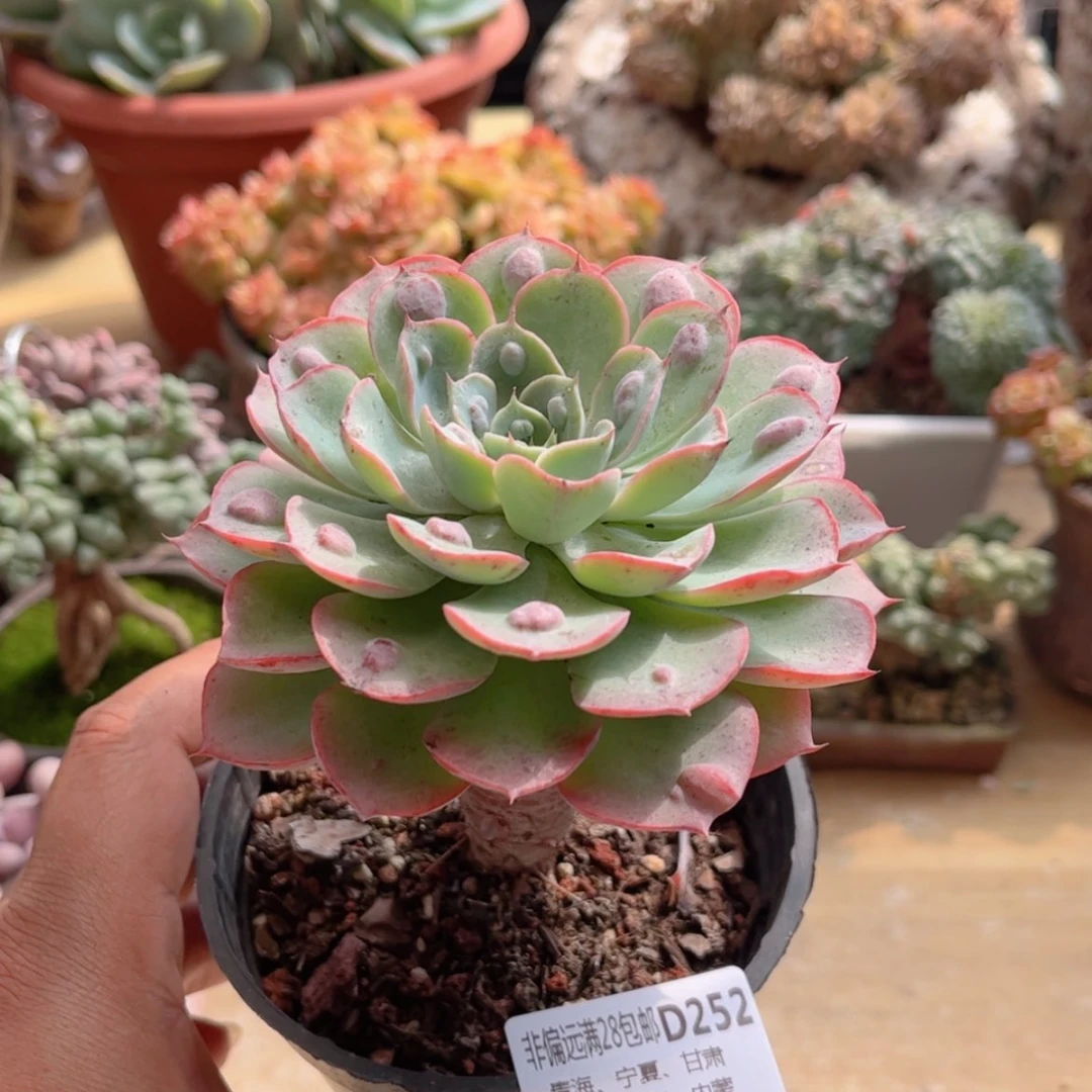 【闪购商品】252雨滴