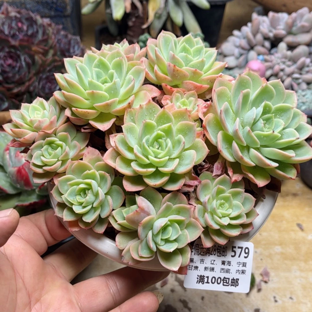 【闪购商品】579哈密瓜