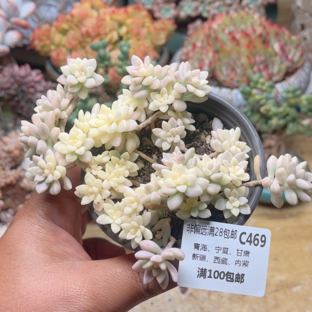 【闪购商品】469姬秋丽锦