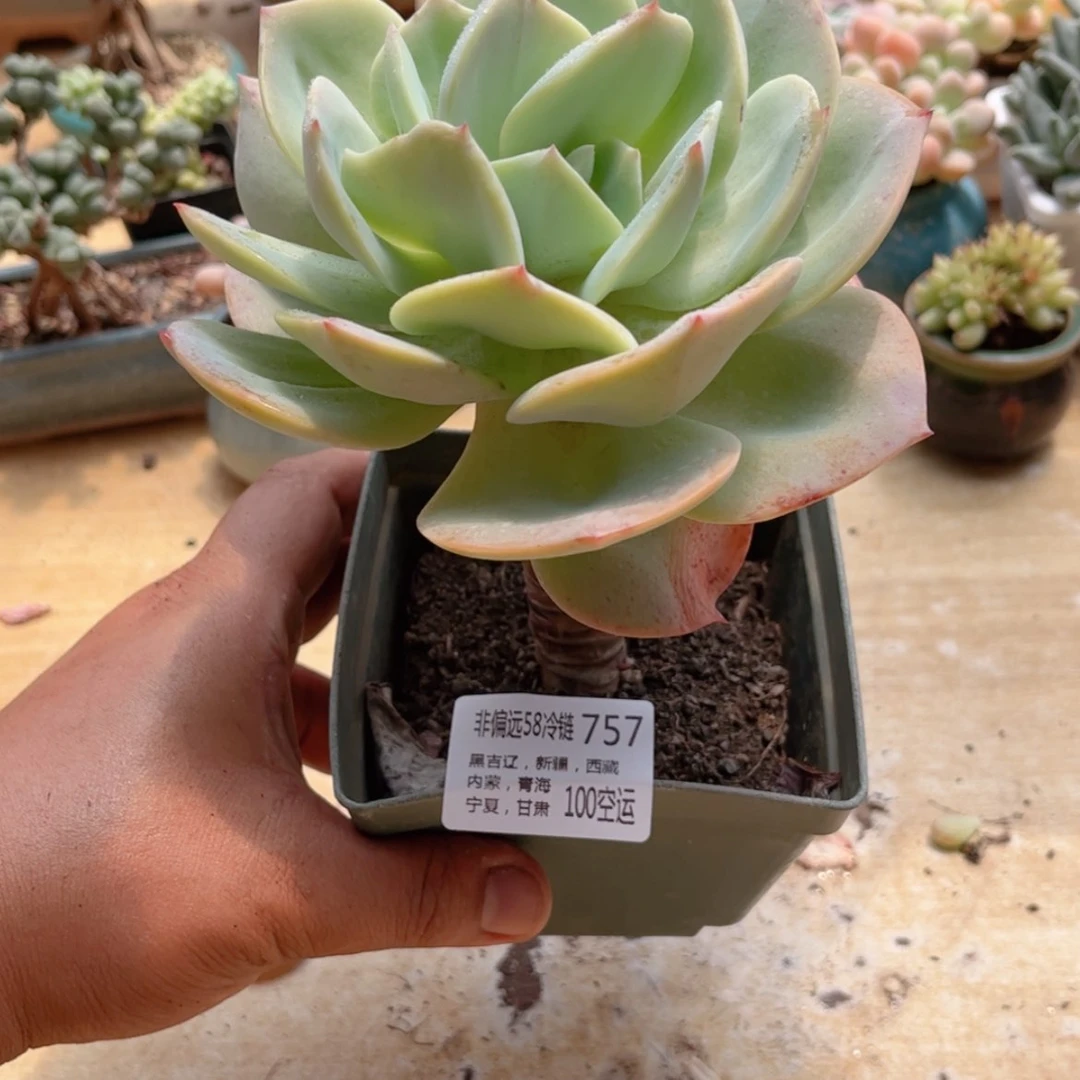 【闪购商品】757白凤