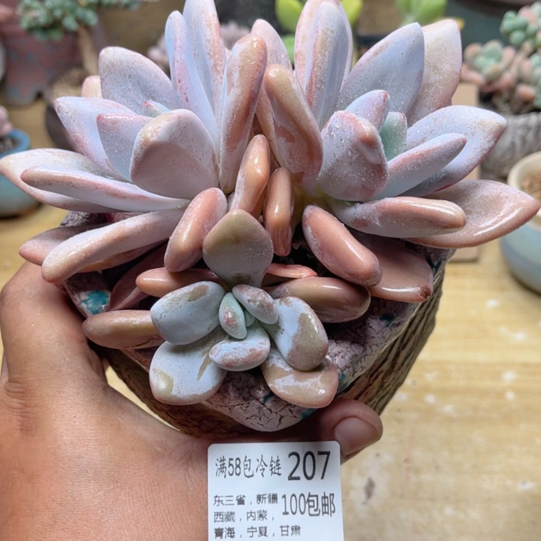 【闪购商品】207粉兔