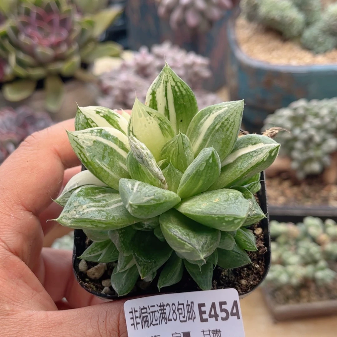 【闪购商品】454玉露锦