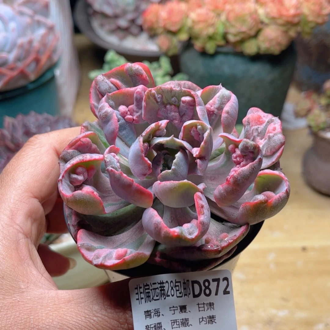 【闪购商品】872雨滴锦