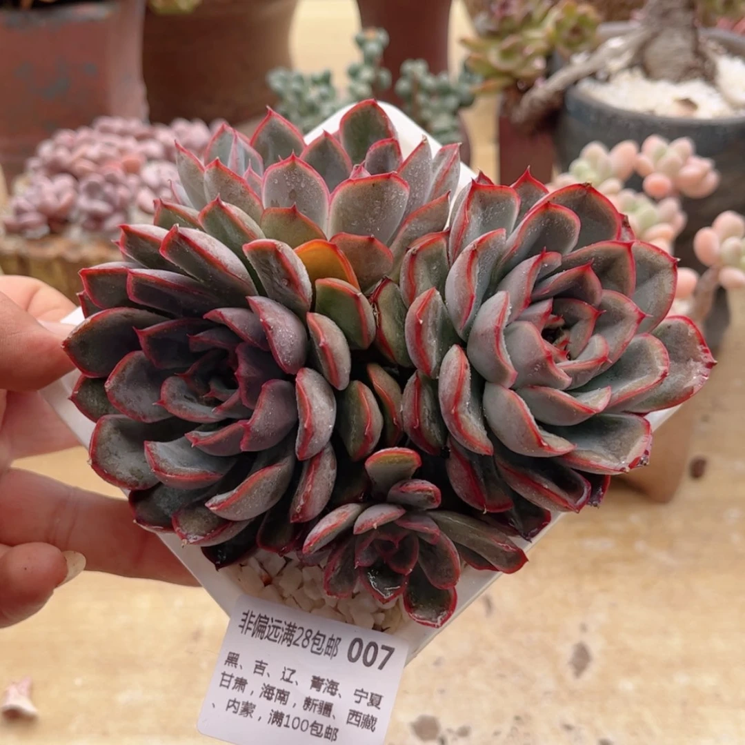 【闪购商品】007猎户座