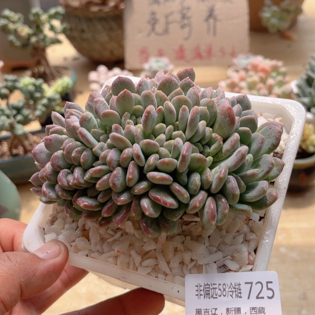 【闪购商品】725玛瑙缀