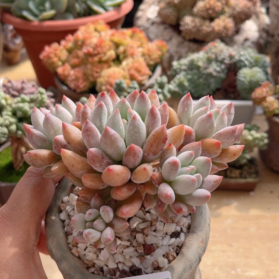 【闪购商品】237所罗门