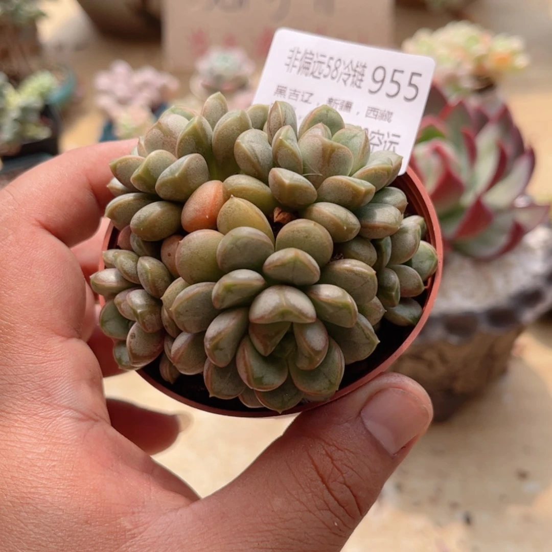 【闪购商品】955葡萄