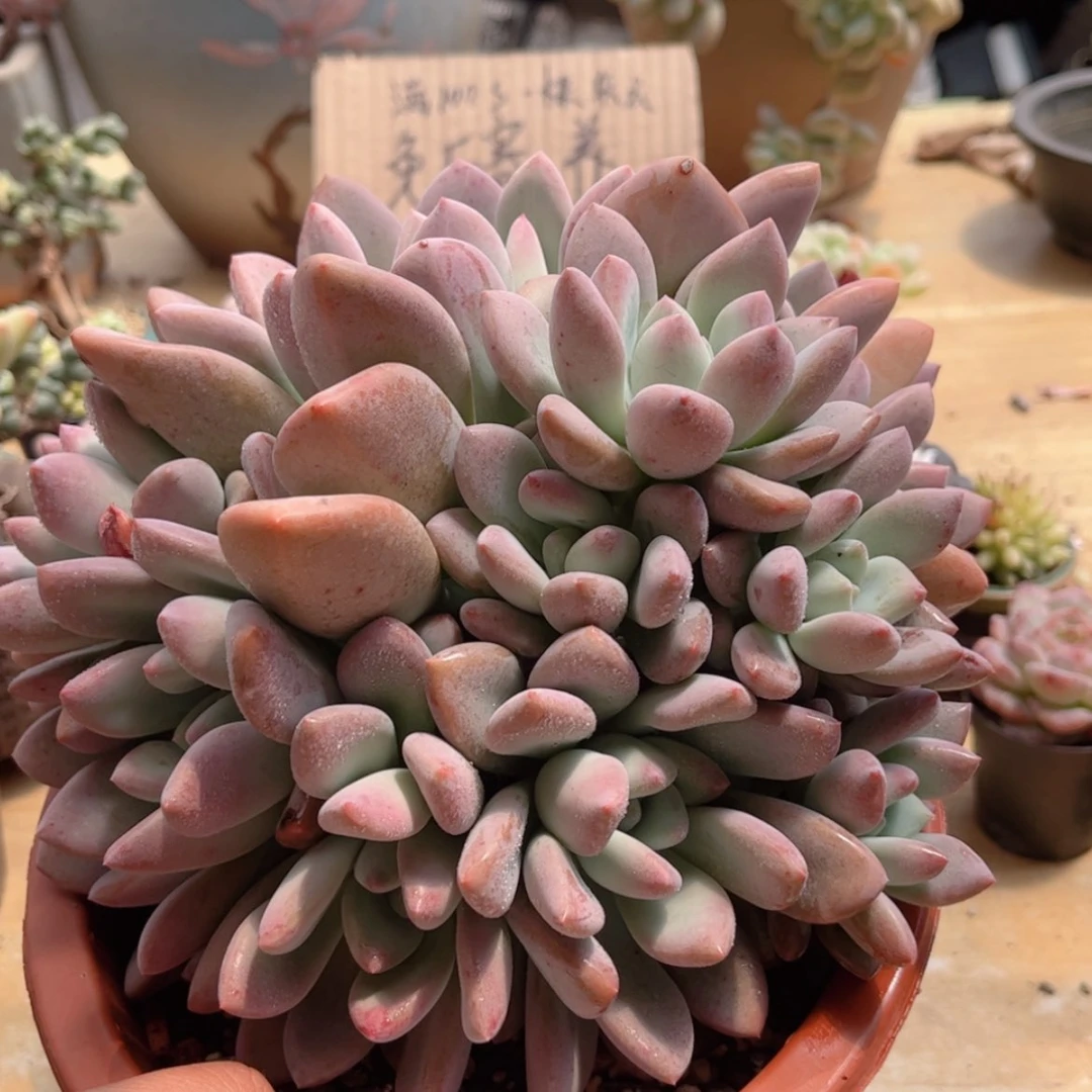 【闪购商品】087香水奥普