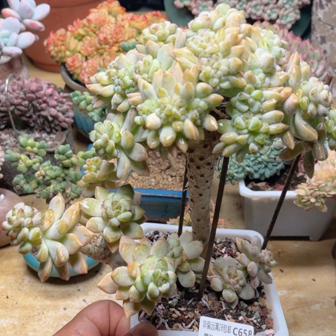 【闪购商品】658糖心淡雪缀