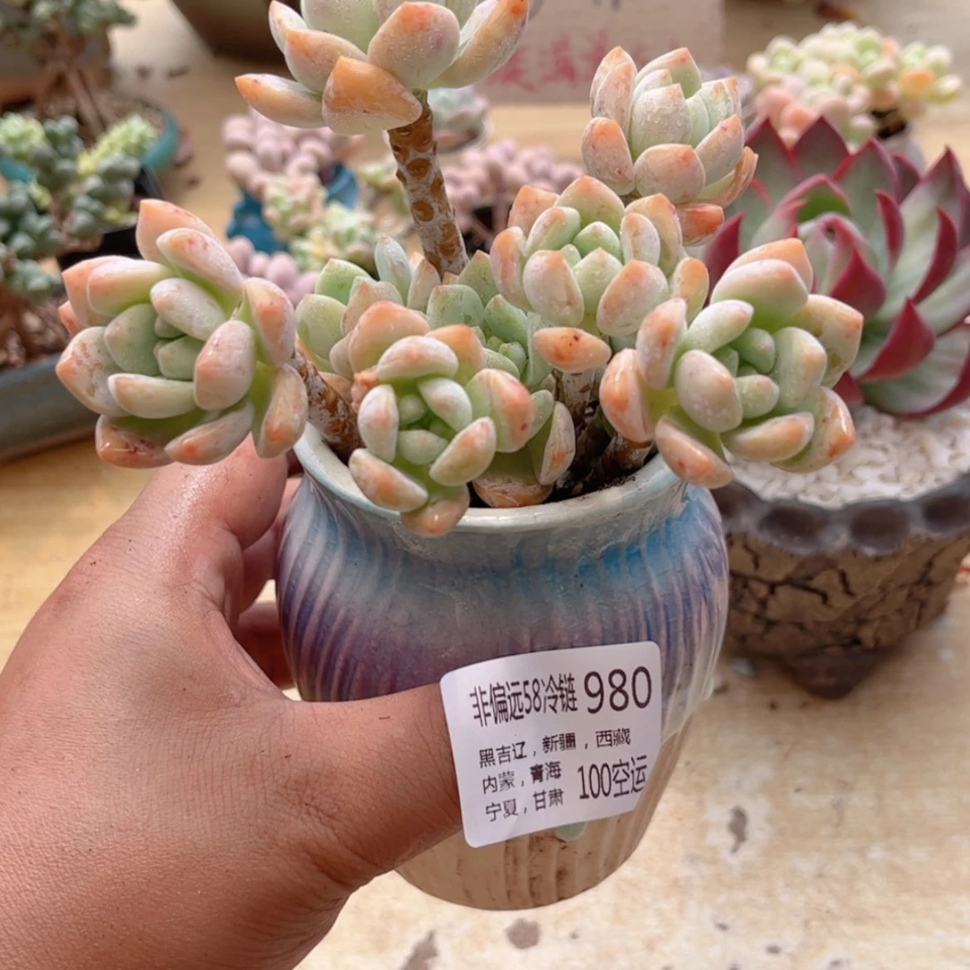 【闪购商品】980露宁香