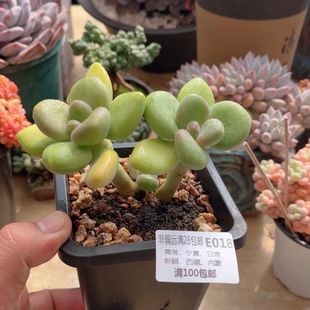 【闪购商品】018芒果奶