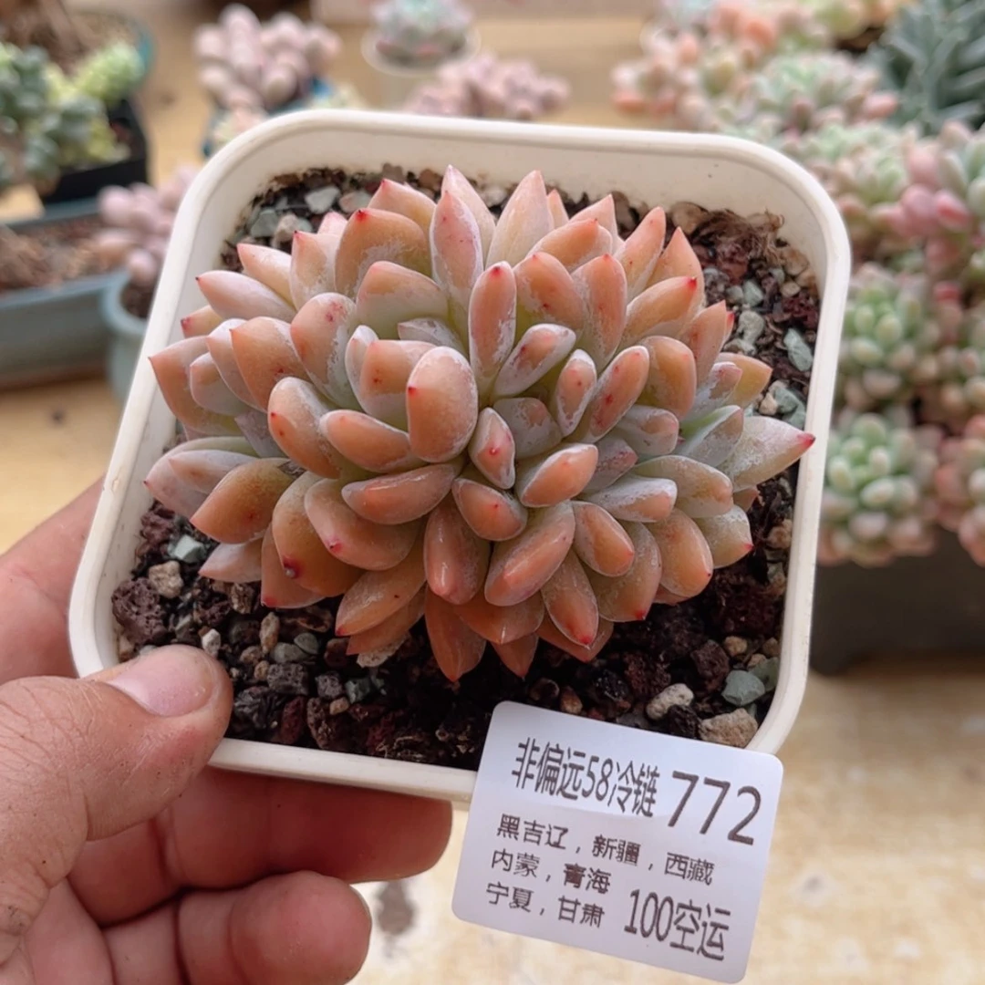【闪购商品】772橙子缀