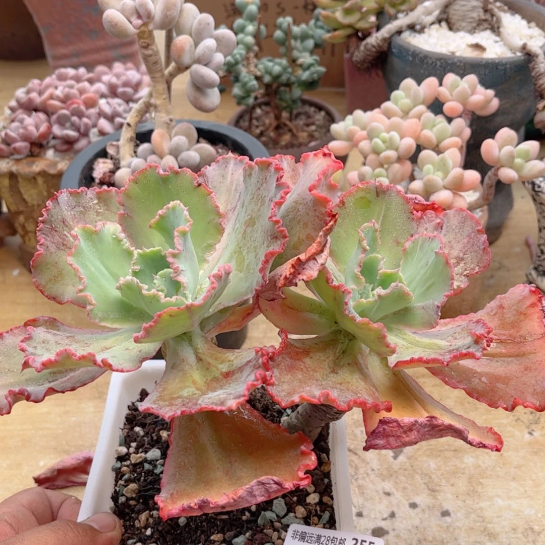 【闪购商品】255舞会红裙