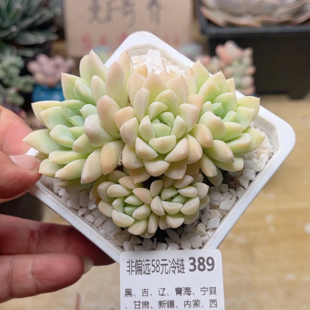 【闪购商品】389奶油美人