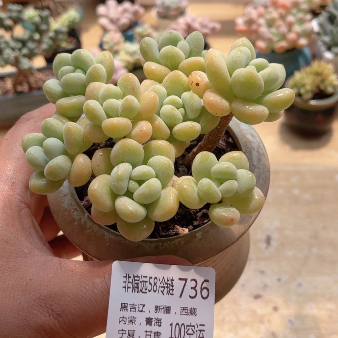 【闪购商品】736白奶糖