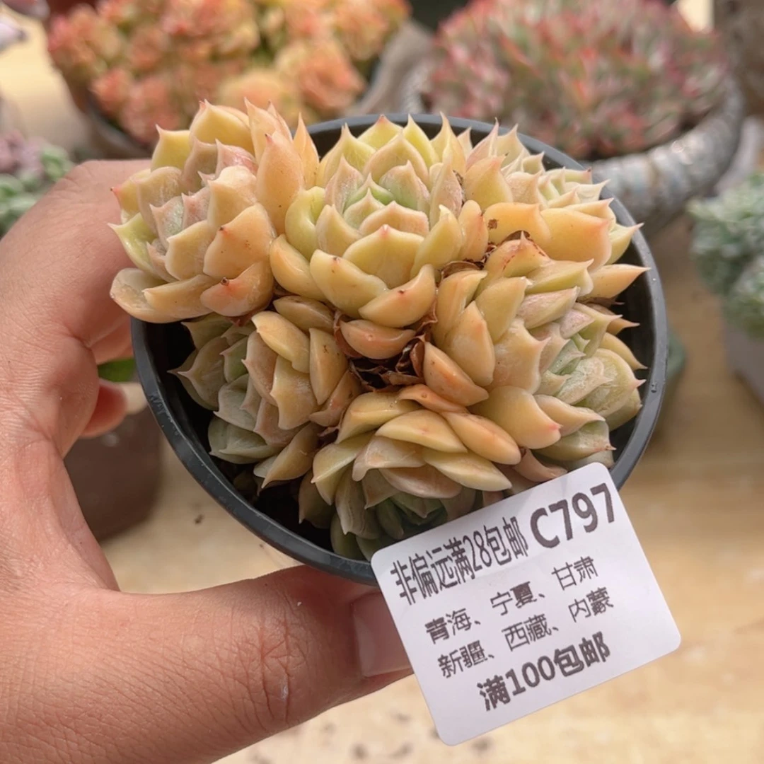 【闪购商品】797昂斯诺