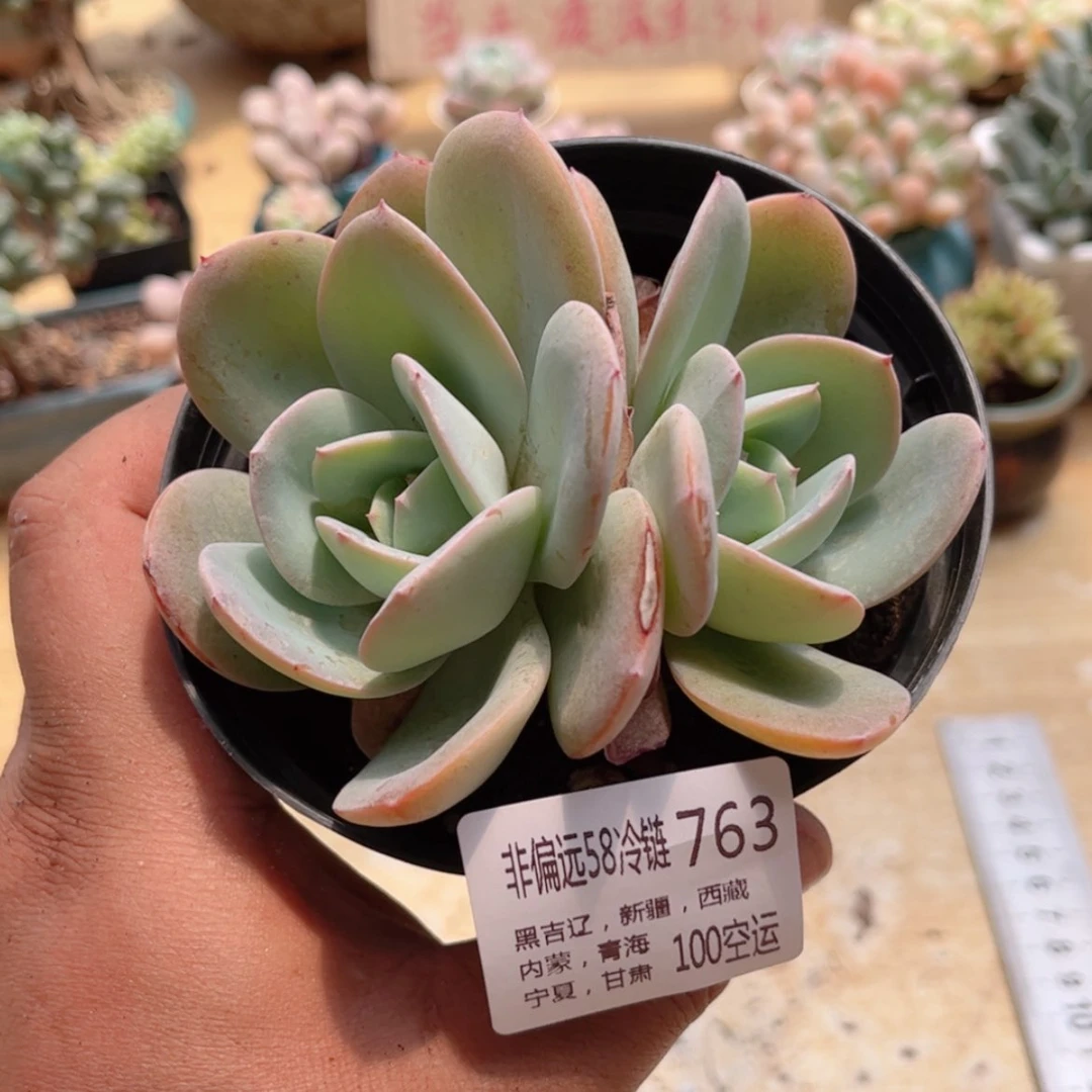 【闪购商品】763布鲁蓝