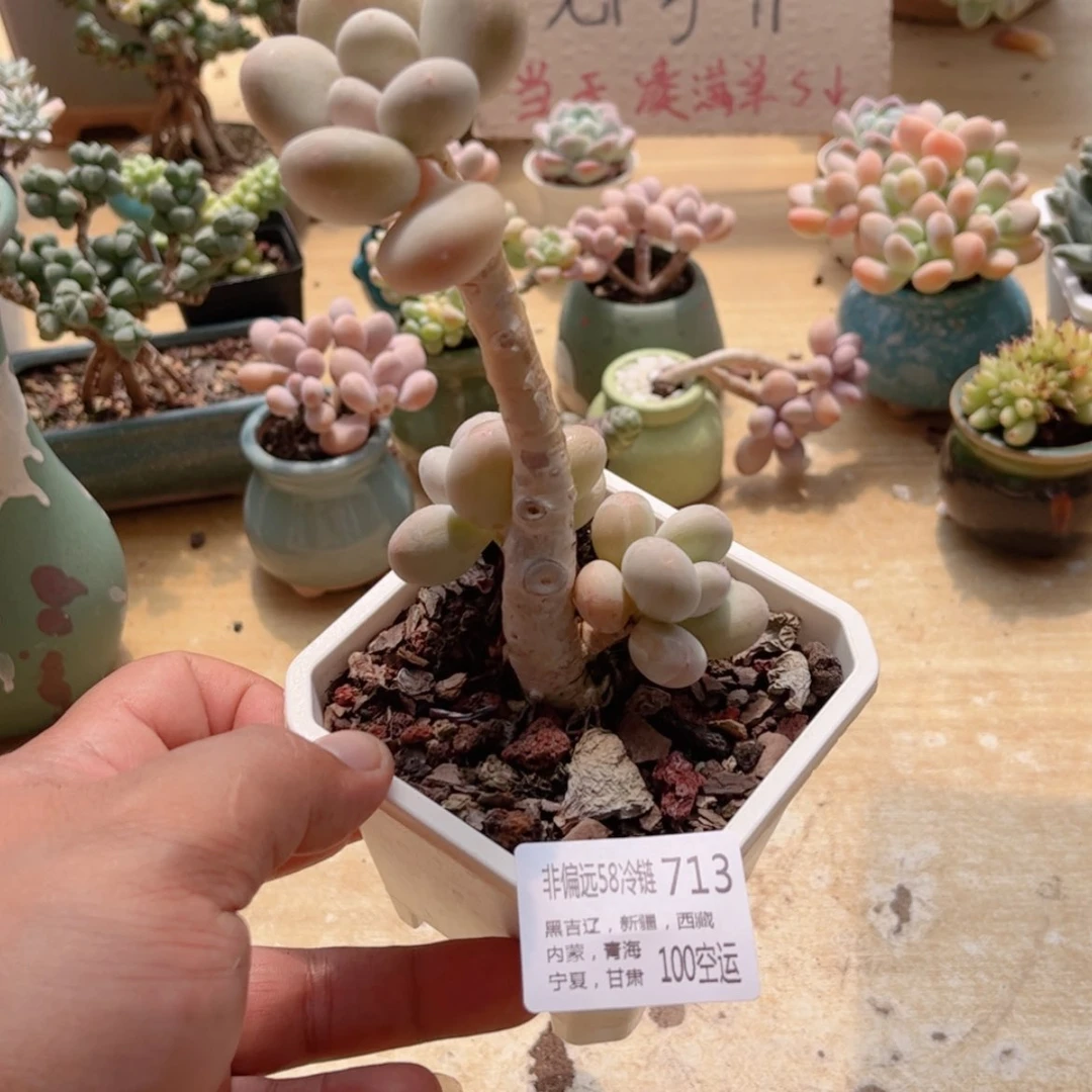 【闪购商品】713蛋黄奶