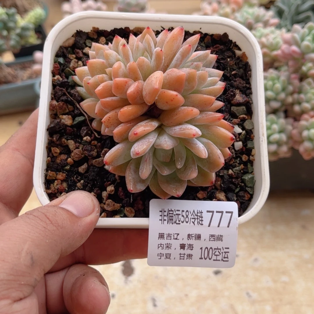 【闪购商品】火***吧777梦露缀
