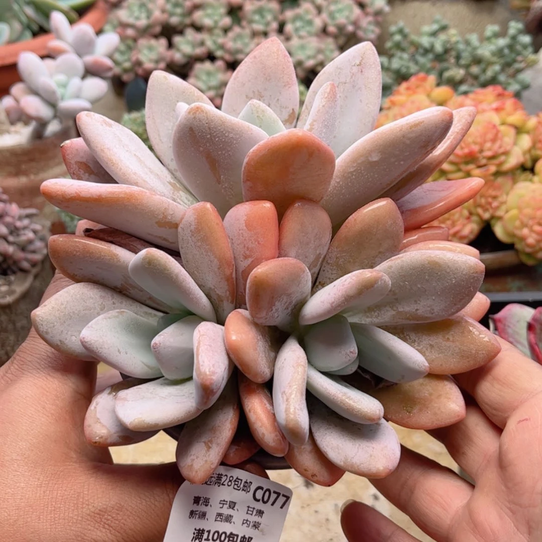 【闪购商品】077粉兔