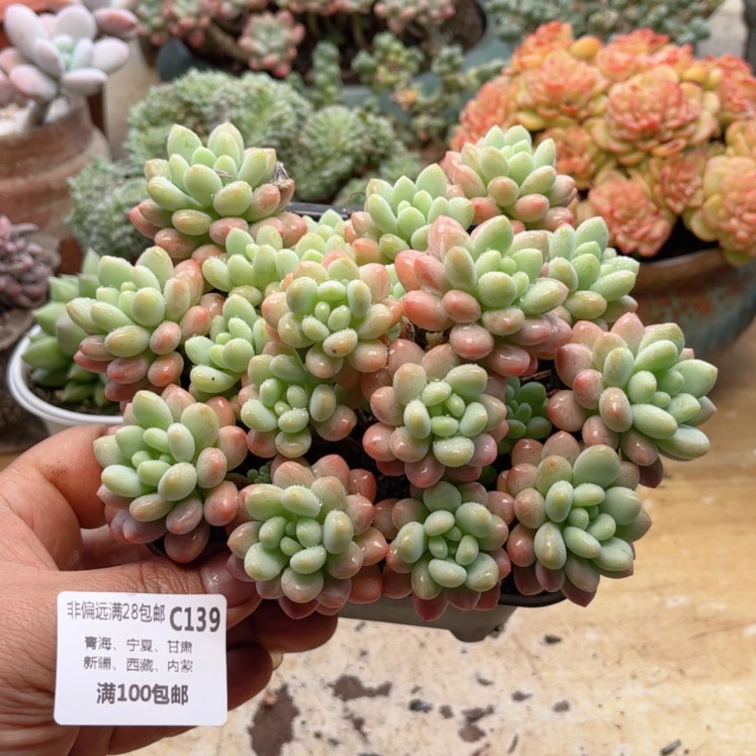 【闪购商品】139洛可可