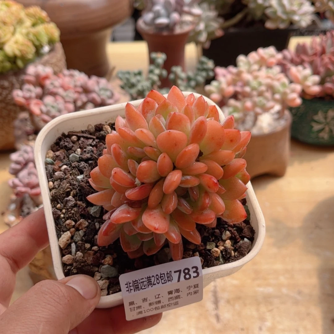 【闪购商品】783全明星缀