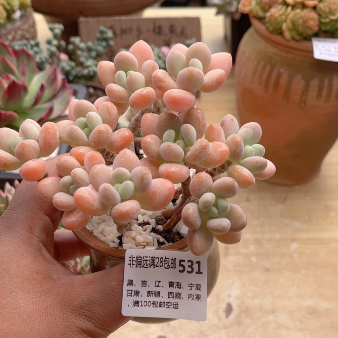 【闪购商品】十*531粉珍妮