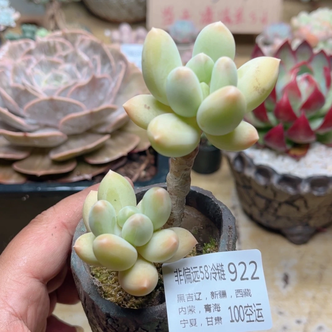 【闪购商品】922京美人