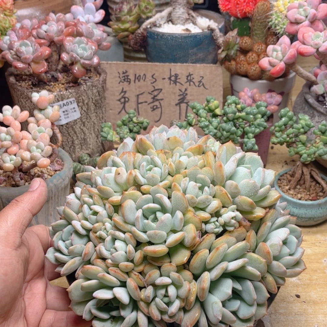 【闪购商品】191蜜桃格林