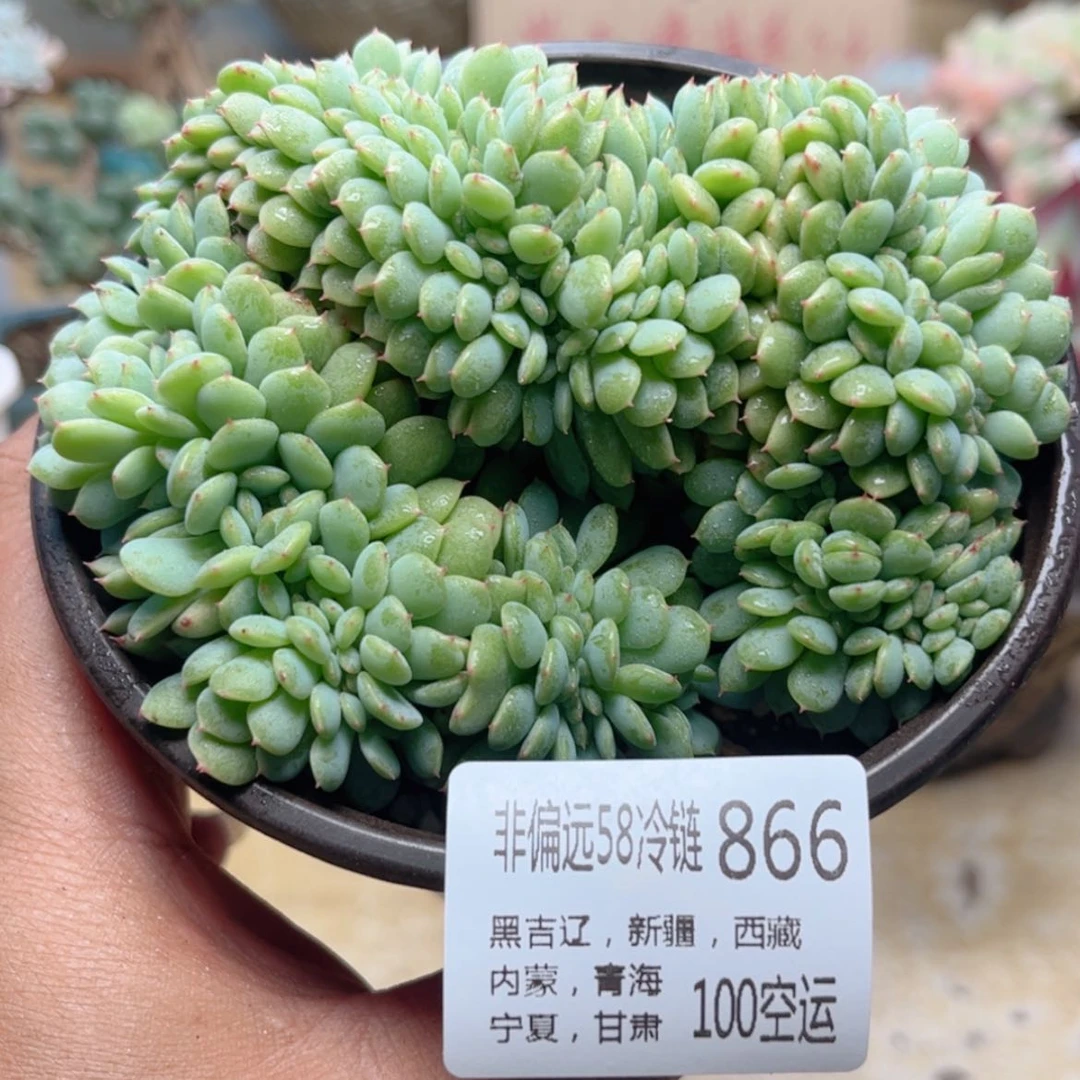 【闪购商品】866白胖子缀