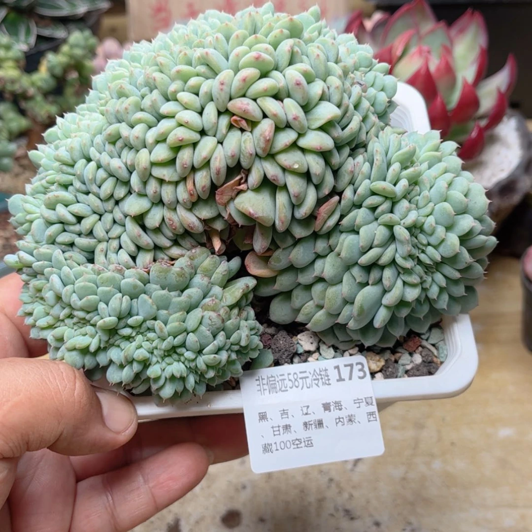 【闪购商品】173白胖子缀