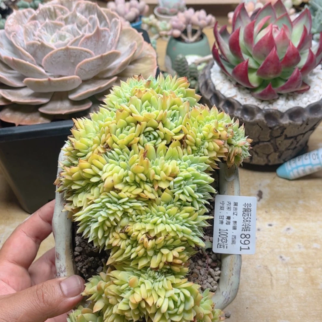 【闪购商品】891三色堇缀