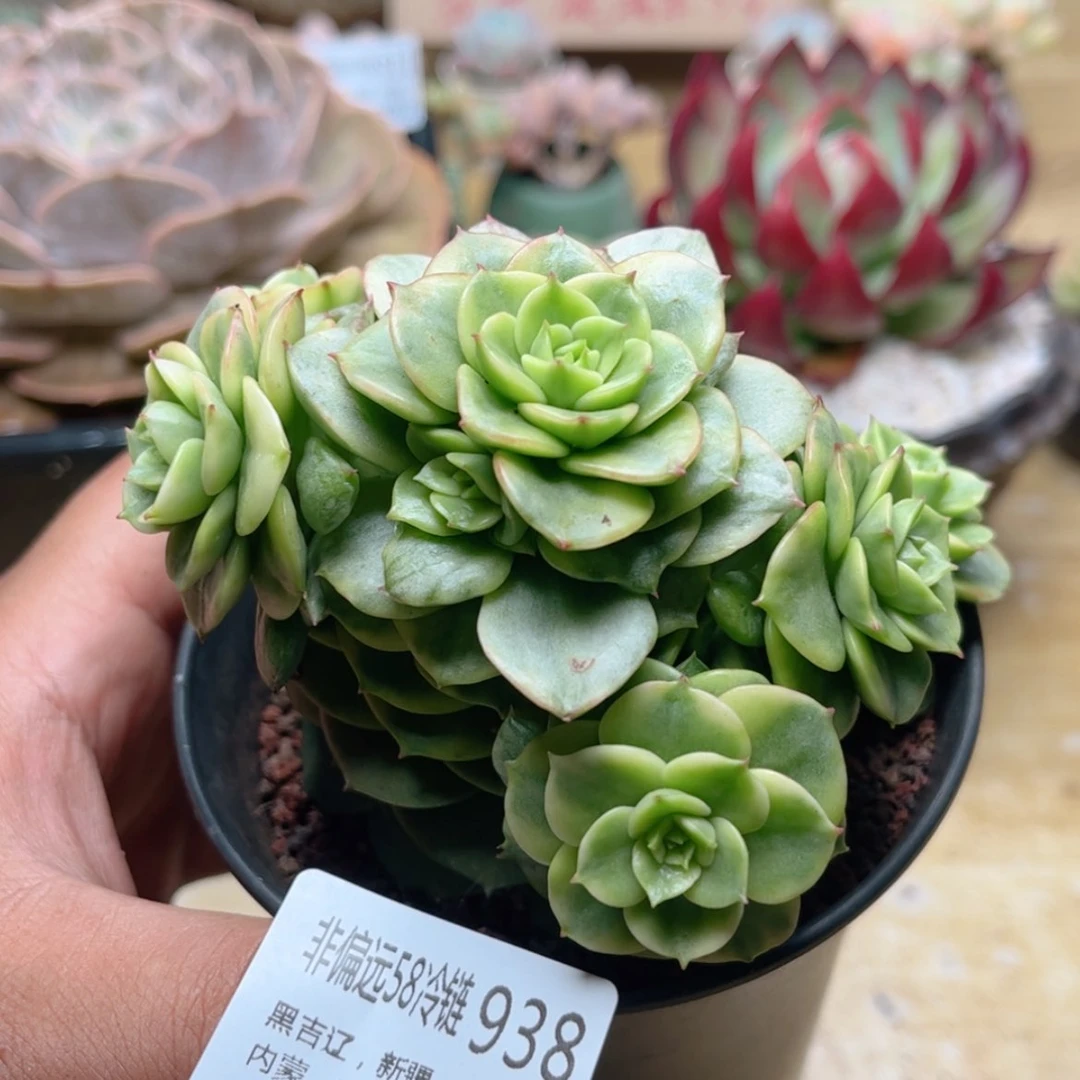 【闪购商品】938腊牡丹锦