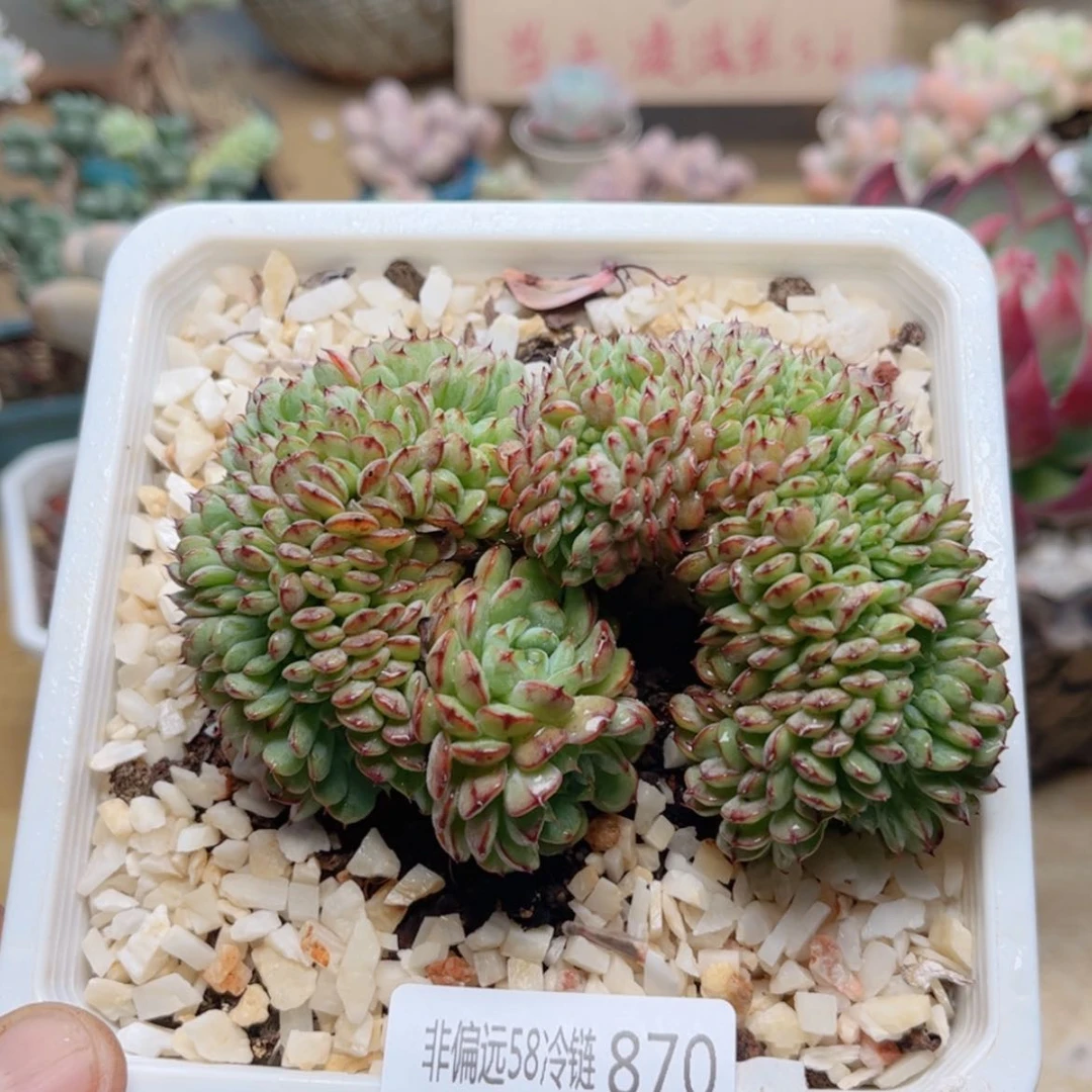 【闪购商品】870基莲缀