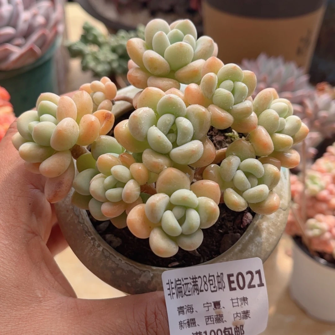 【闪购商品】021白奶糖