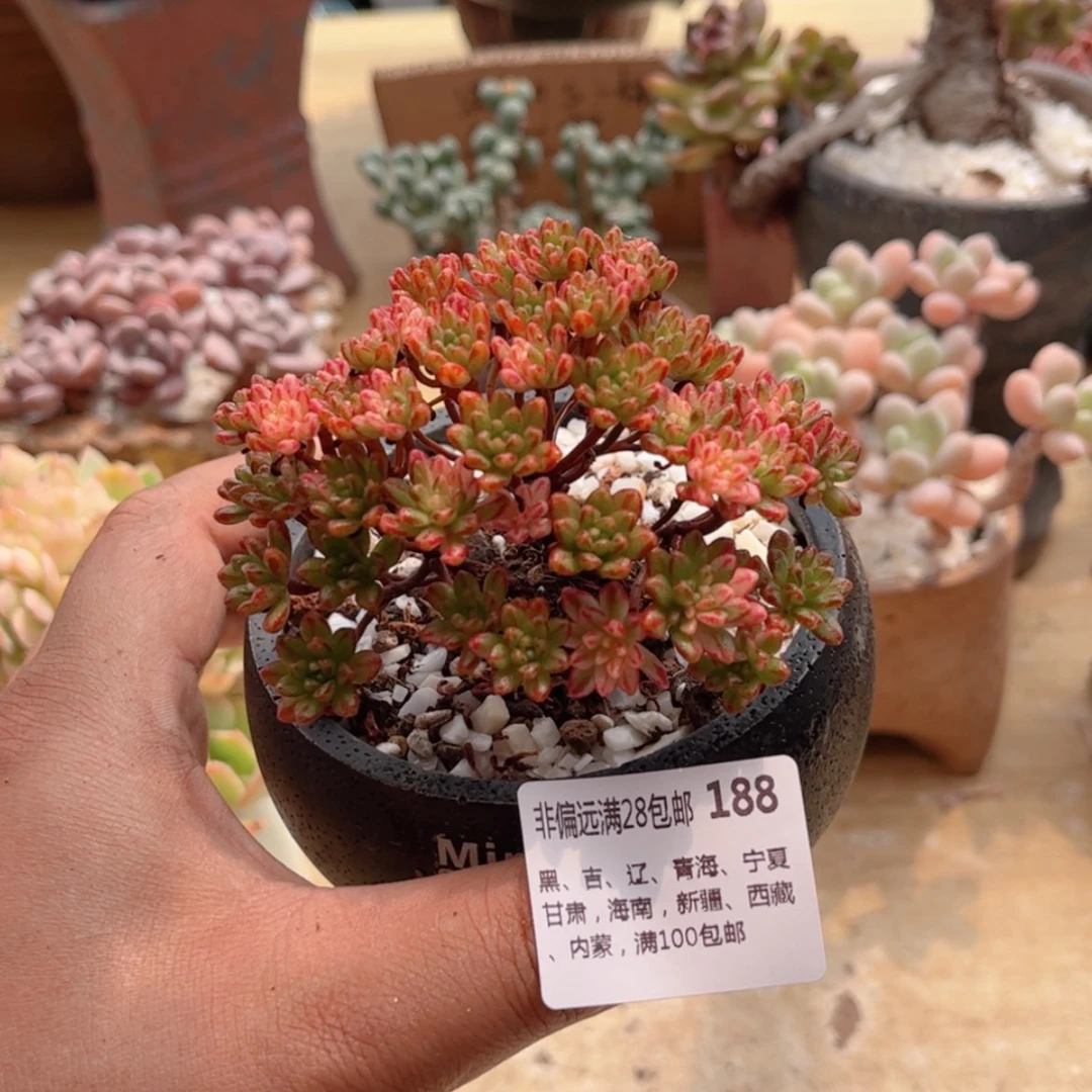 【闪购商品】188小人祭锦