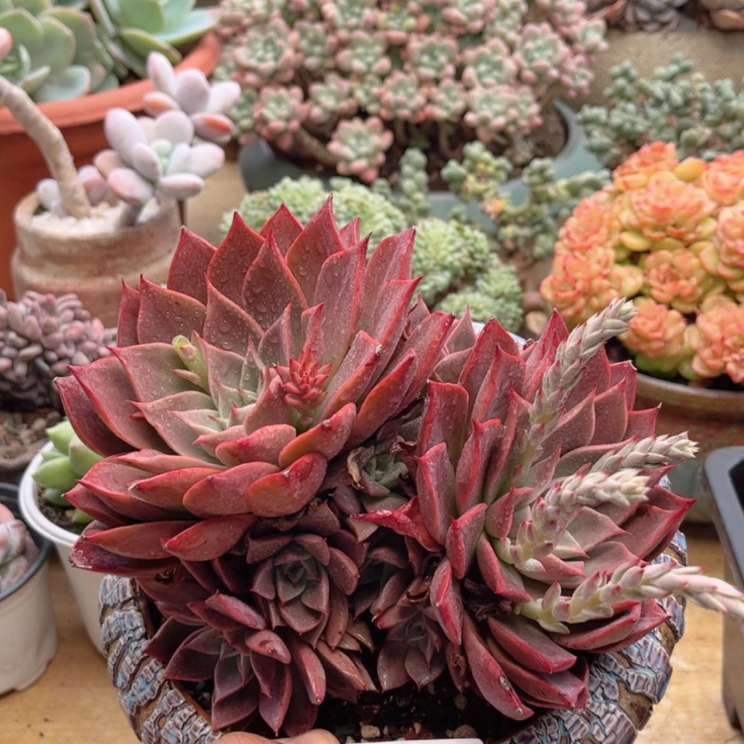 【闪购商品】134原始娇娃