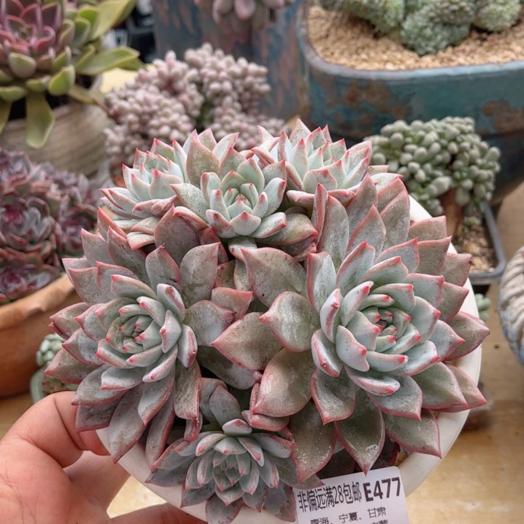 【闪购商品】477粉蓝鸟