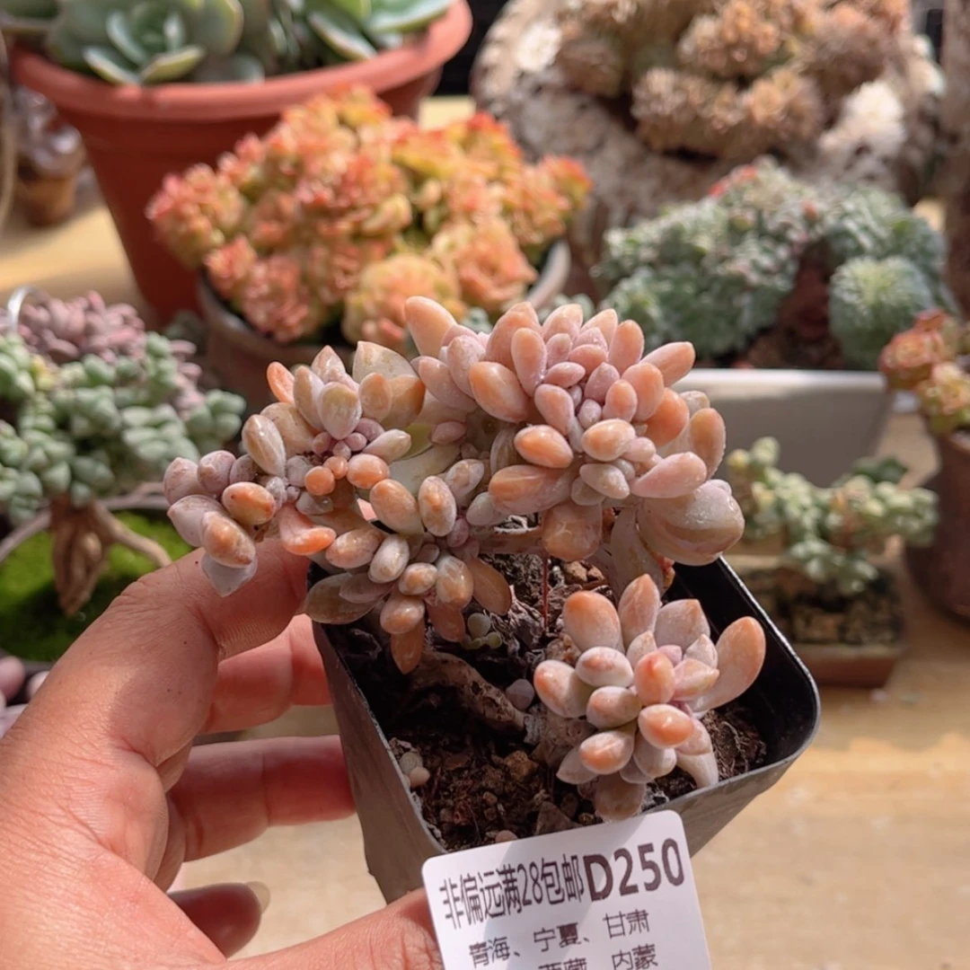 【闪购商品】250醉美人缀