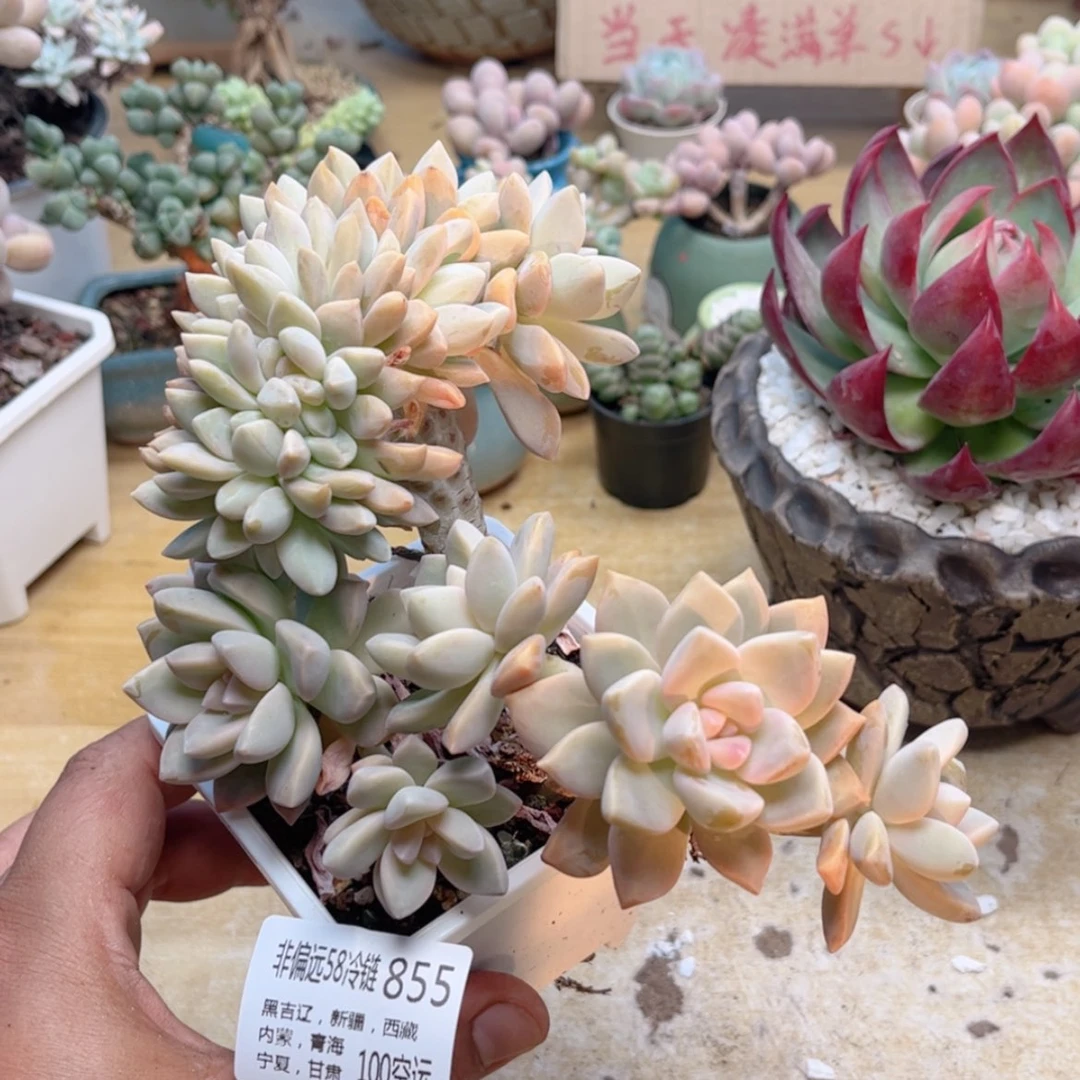 【闪购商品】855淡雪缀