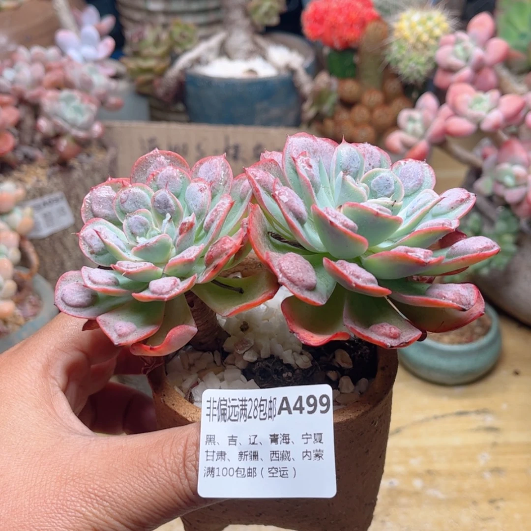 【闪购商品】499雨滴多肉