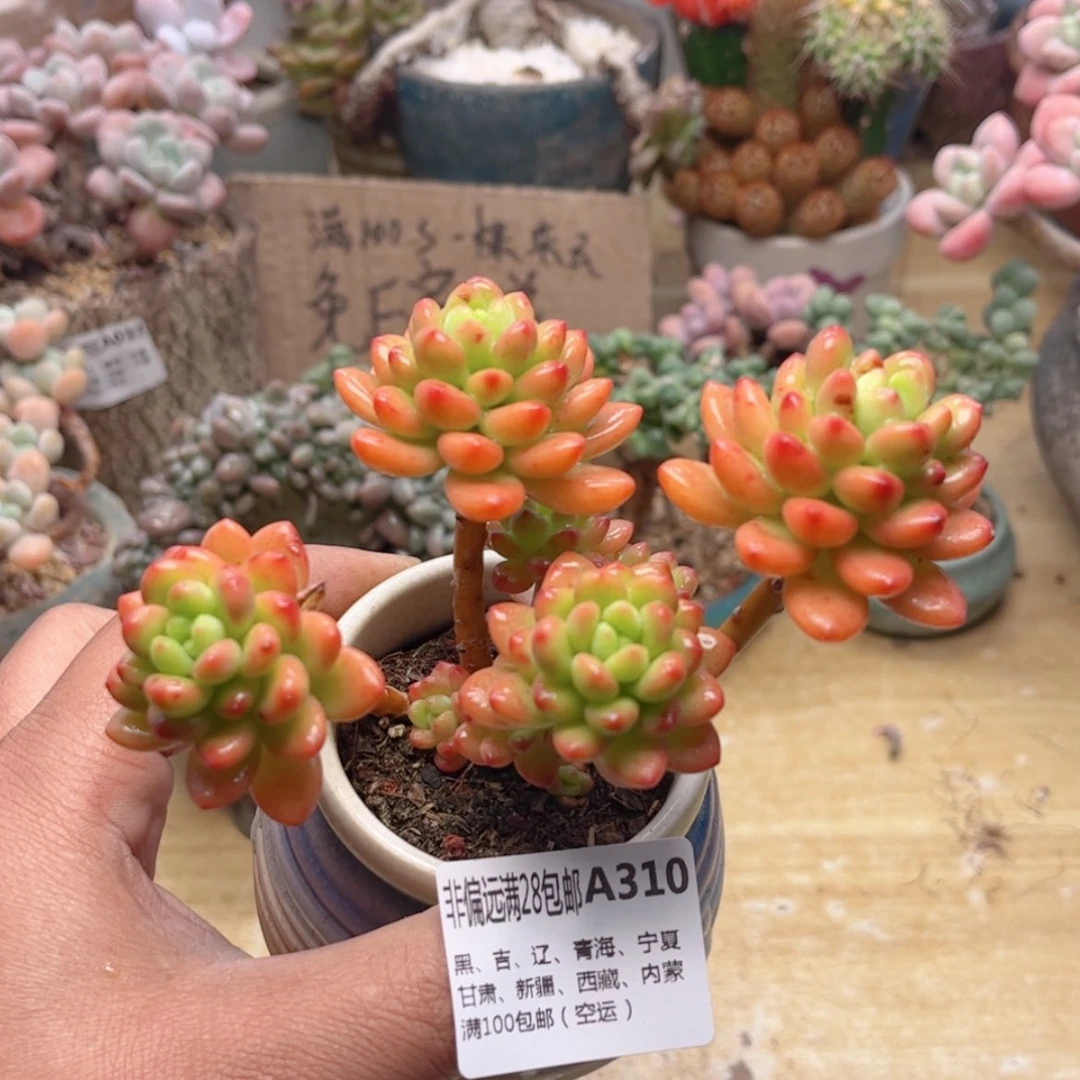 【闪购商品】310香格里拉