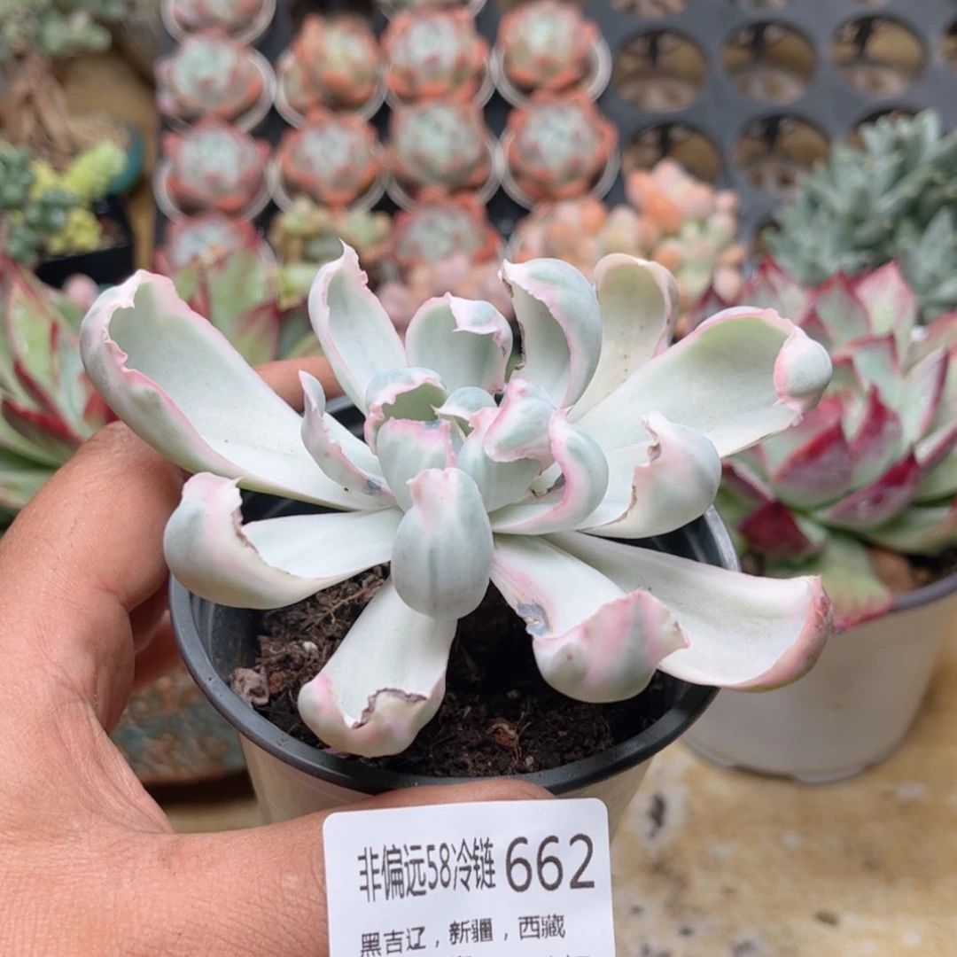 【闪购商品】662伯克利锦