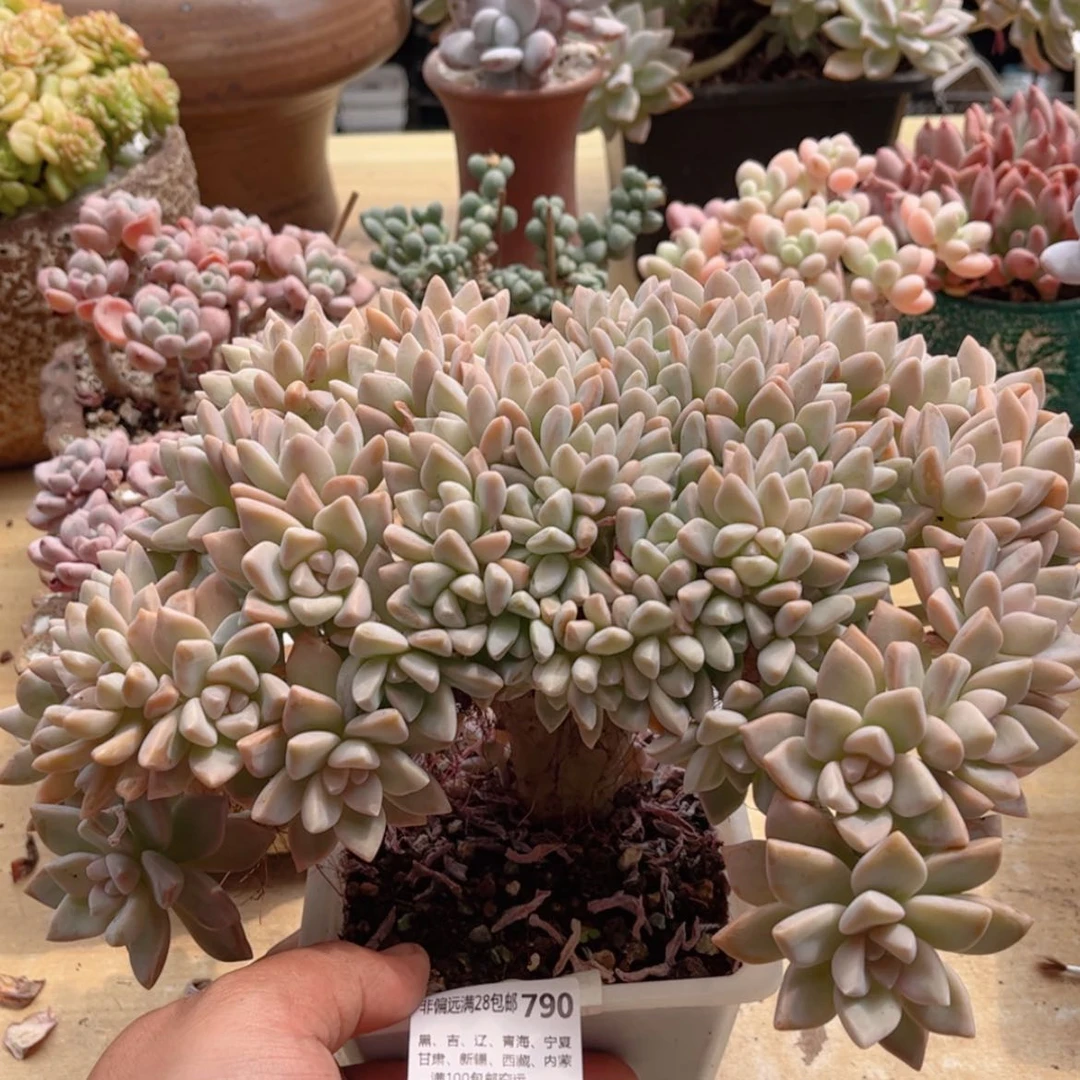 【闪购商品】790淡雪缀