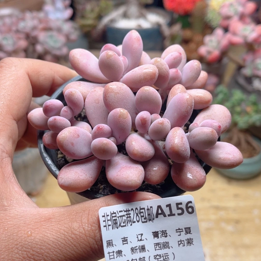 【闪购商品】156糖果桃蛋多肉