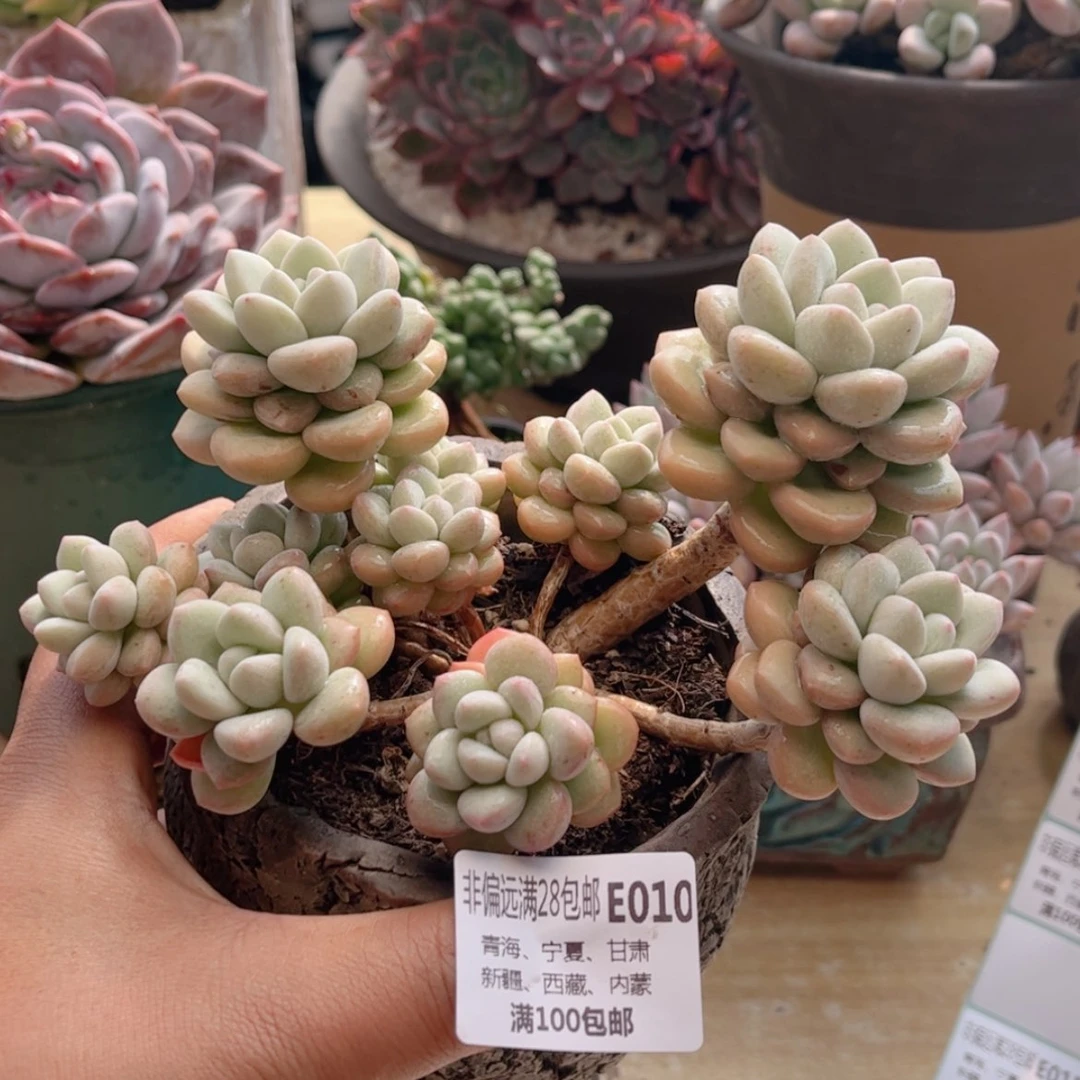 【闪购商品】010泡泡糖