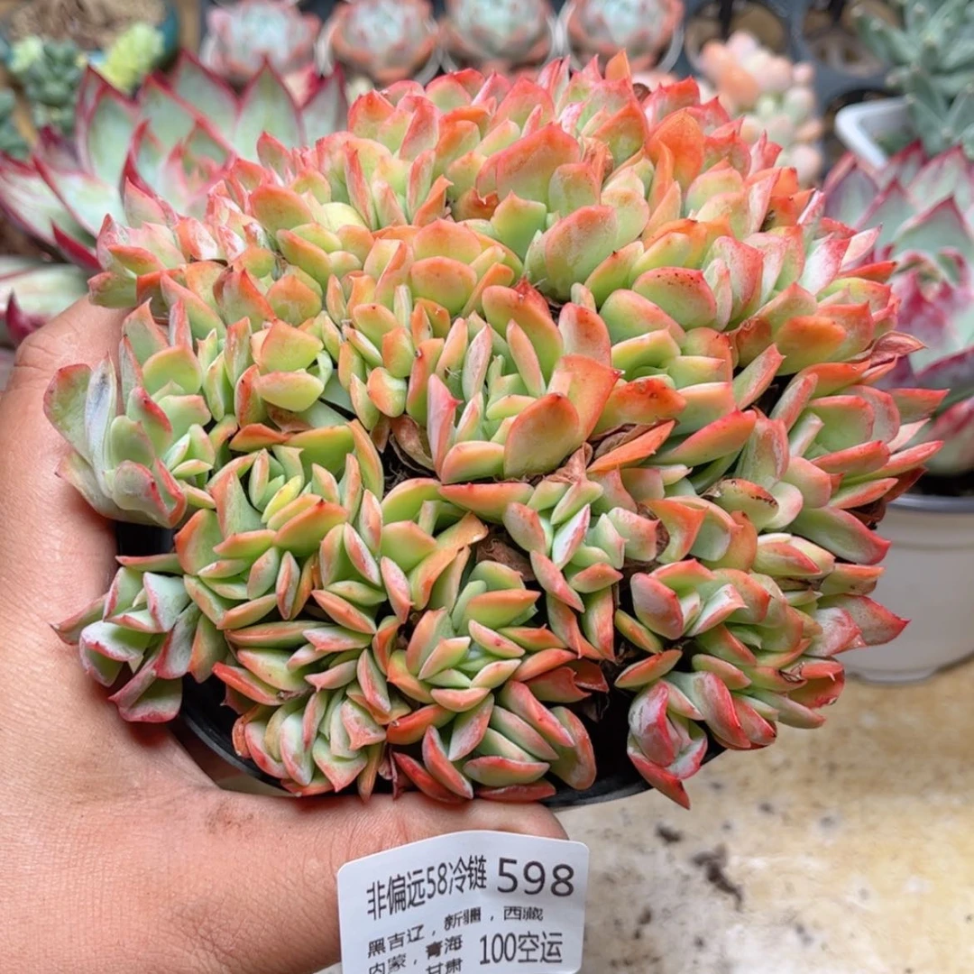 【闪购商品】598樱花绮罗