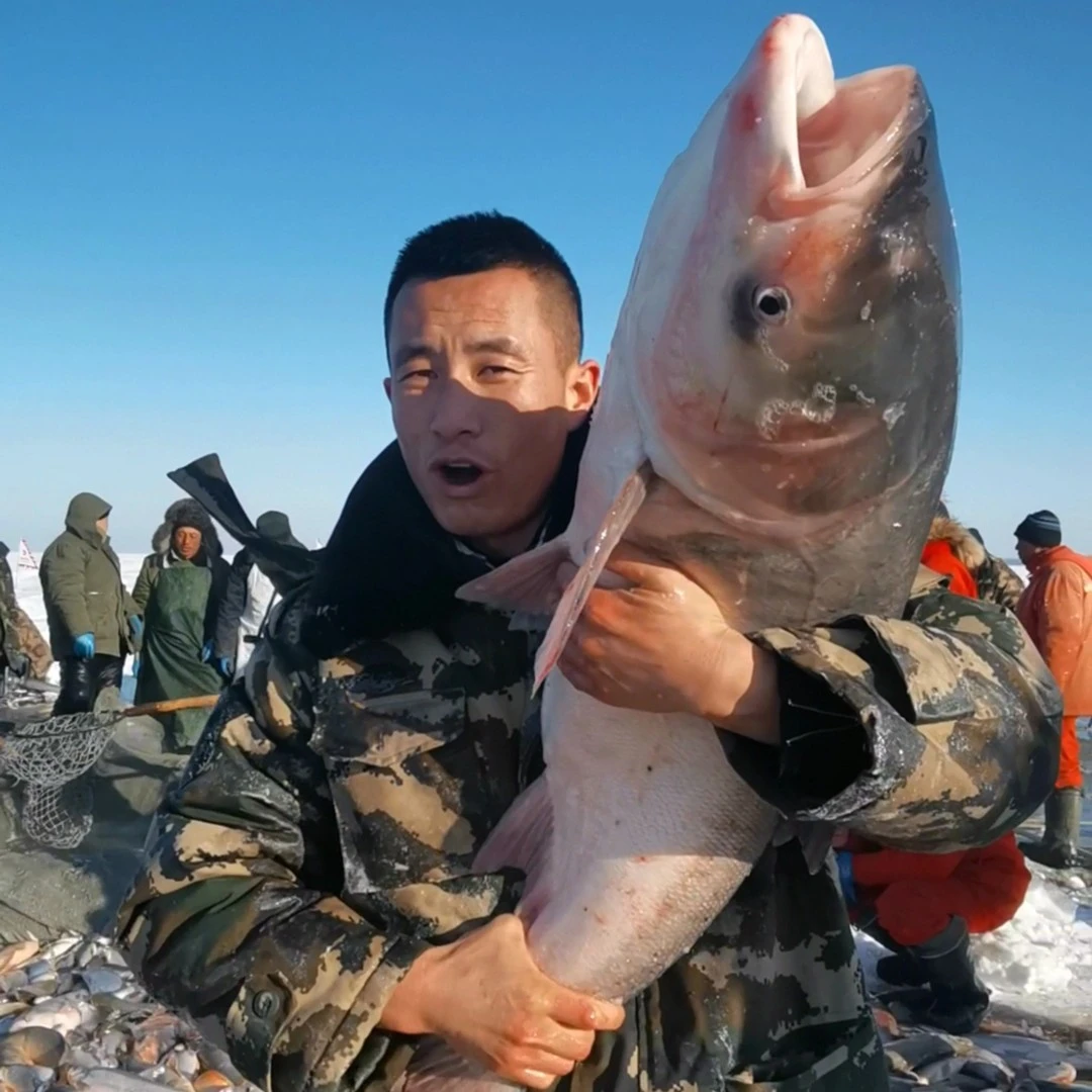领鲜淡水胖头鱼王【23斤一条】