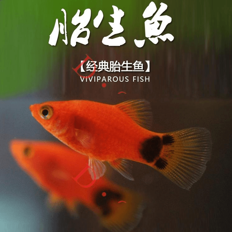 小型热带鱼小鱼活观赏鱼红黄米奇鱼胎生玛丽鱼淡水鱼耐活好养活体