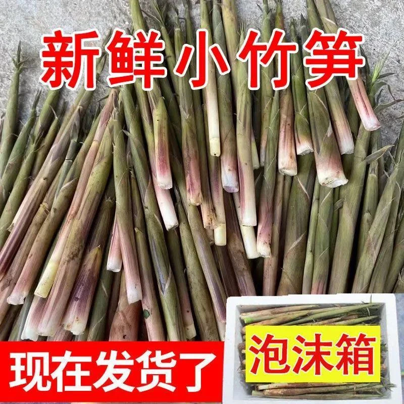 【更嫩笋尖】湖南野生新鲜小竹笋现拨现采春笋现挖山竹笋嫩笋5斤